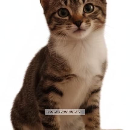 Photo 1/1 Noops Chat lost in Saint cloud