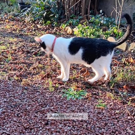 Photo 1/1 Found cat Found in Le coteau