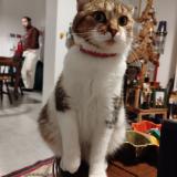 Picture of cat lost at Lille