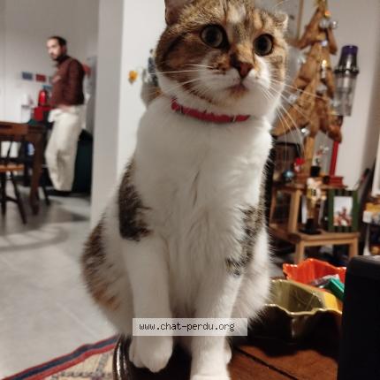 Photo 1/1 Gaby Chat lost in Lille