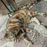 Picture of cat lost at Cherisy