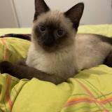 Picture of cat lost at Elven