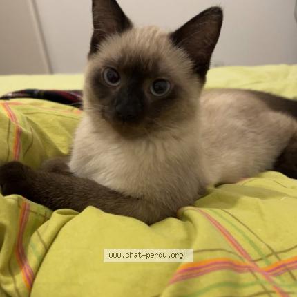 Photo 1/1 Molly Chat lost in Elven