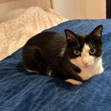 Picture of cat lost at Montreuil