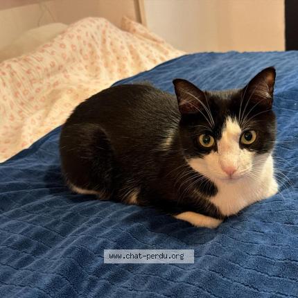 Photo 1/1 Timoun Chat lost in Montreuil