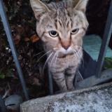 Picture of cat found at Besancon