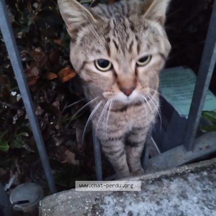 Photo 1/1 Found cat Found in Besancon