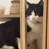 Picture of cat lost at Chelles