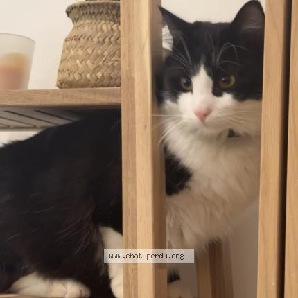 Photo 1/1 Minmin Chat lost in Chelles