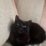 Picture of cat lost at Schaerbeek