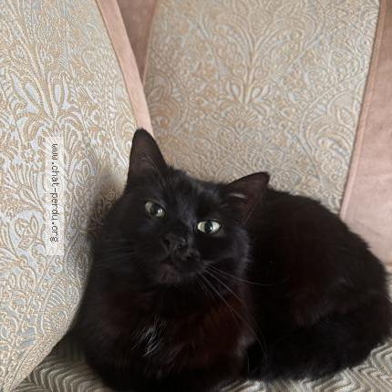 Photo 1/1 Chacha Chat lost in Schaerbeek