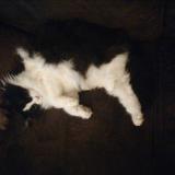 Picture of cat lost at Villefranche Sur Cher