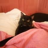 Picture of cat lost at Evry Courcouronnes