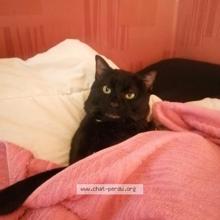 Photo 1/1 Coca Chat lost in Evry courcouronnes