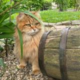 Picture of cat lost at Bois L Eveque