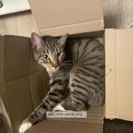 Photo 1/1 Coquillette Chat lost in Lourdoueix saint pierre