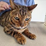 Picture of cat found at Neuchatel