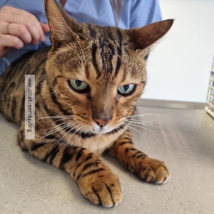 Photo 1/1 Found cat Found in Neuchatel