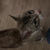 Picture of cat found at Toulouse