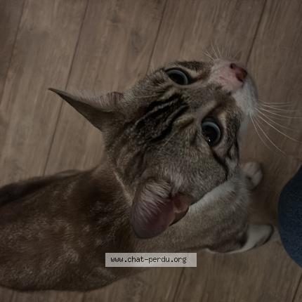 Photo 1/1 Found cat Found in Toulouse