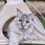 Picture of cat lost at Marseille