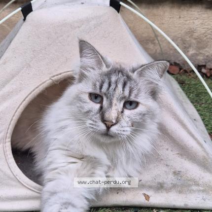 Photo 1/1 pomponnette Chat lost in Marseille