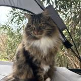 Picture of cat lost at Drumettaz Clarafond