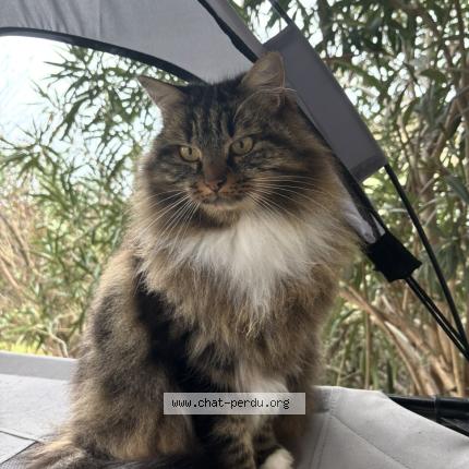 Photo 1/1 Ouna Chat lost in Drumettaz clarafond