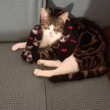 Picture of cat lost at Tournefeuille