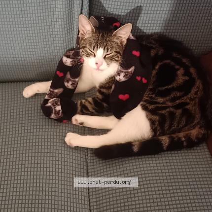 Photo 1/2 Gustave Chat lost in Tournefeuille