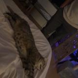 Picture of cat found at Chambray Les Tours