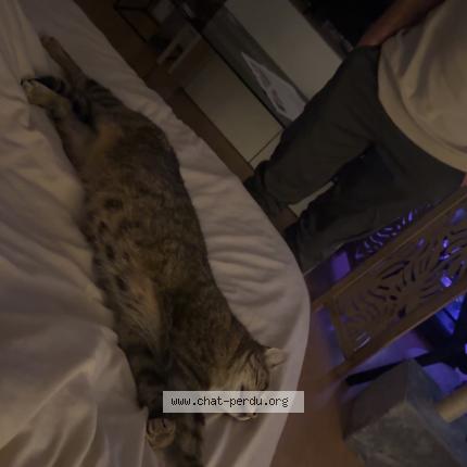 Photo 1/1 Found cat Found in Chambray les tours