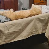 Picture of cat lost at Chouze Sur Loire