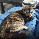 Picture of cat lost at Bazas