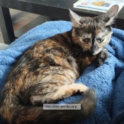 Photo 1/1 Pops Chat lost in Bazas