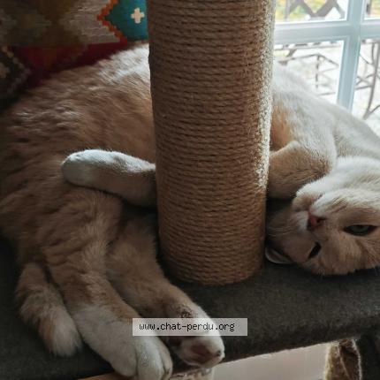 Photo 2/4 Nanoch Chat lost in Blanzat