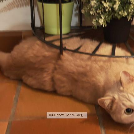 Photo 3/4 Nanoch Chat lost in Blanzat