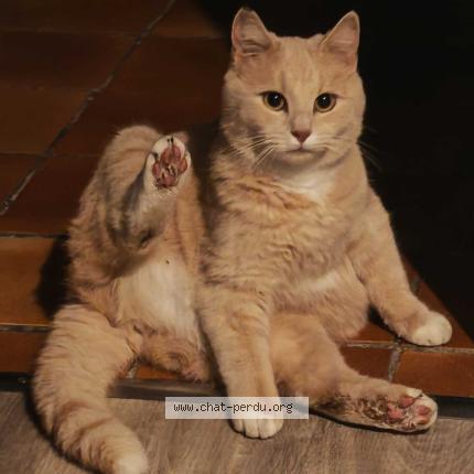 Photo 4/4 Nanoch Chat lost in Blanzat