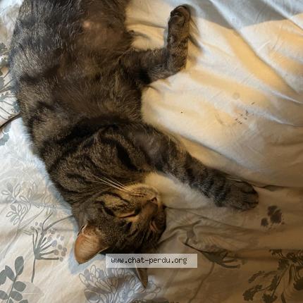 Photo 1/1 Kira Chat lost in Herisson