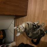 Picture of cat lost at Saint Jean De Boiseau