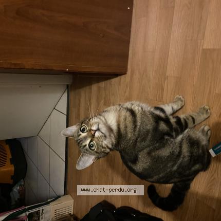 Photo 1/1 Sherlock Chat lost in Saint jean de boiseau