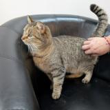 Picture of cat found at Thorigne Fouillard