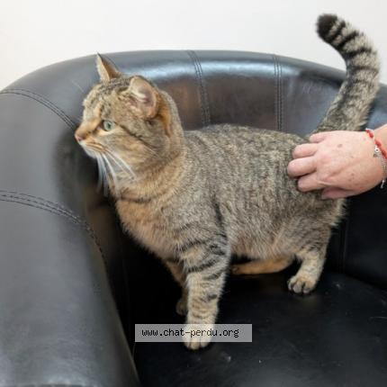 Photo 1/1 Found cat Found in Thorigne fouillard