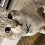 Picture of cat lost at Graulhet