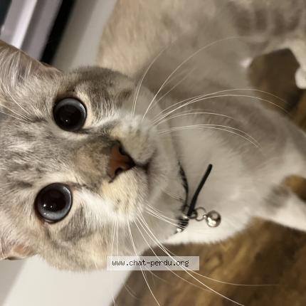 Photo 1/1 Minouche Chat lost in Graulhet