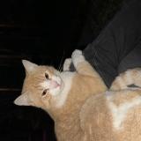 Picture of cat lost at Cachan