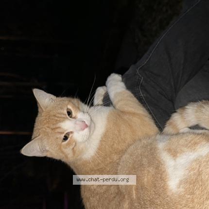 Photo 1/1 Ugo Chat lost in Cachan