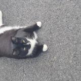 Picture of cat lost at Saint Germain Sur Morin