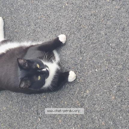 Photo 1/1 Pythagore Chat lost in Saint germain sur morin
