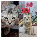 Picture of cat lost at Tucson